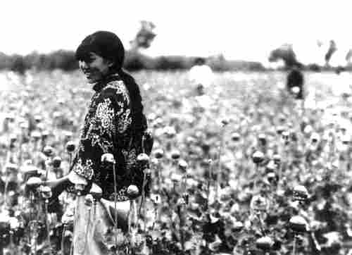 Opium poppy harvest in north Manchuria