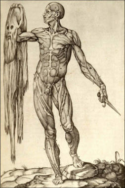 Anatomia del cuerpo humano de Juan Valverde de Amusco